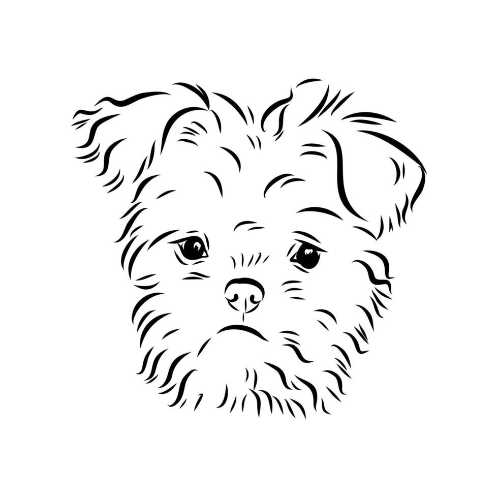German affenpinscher dog hand sketch vector