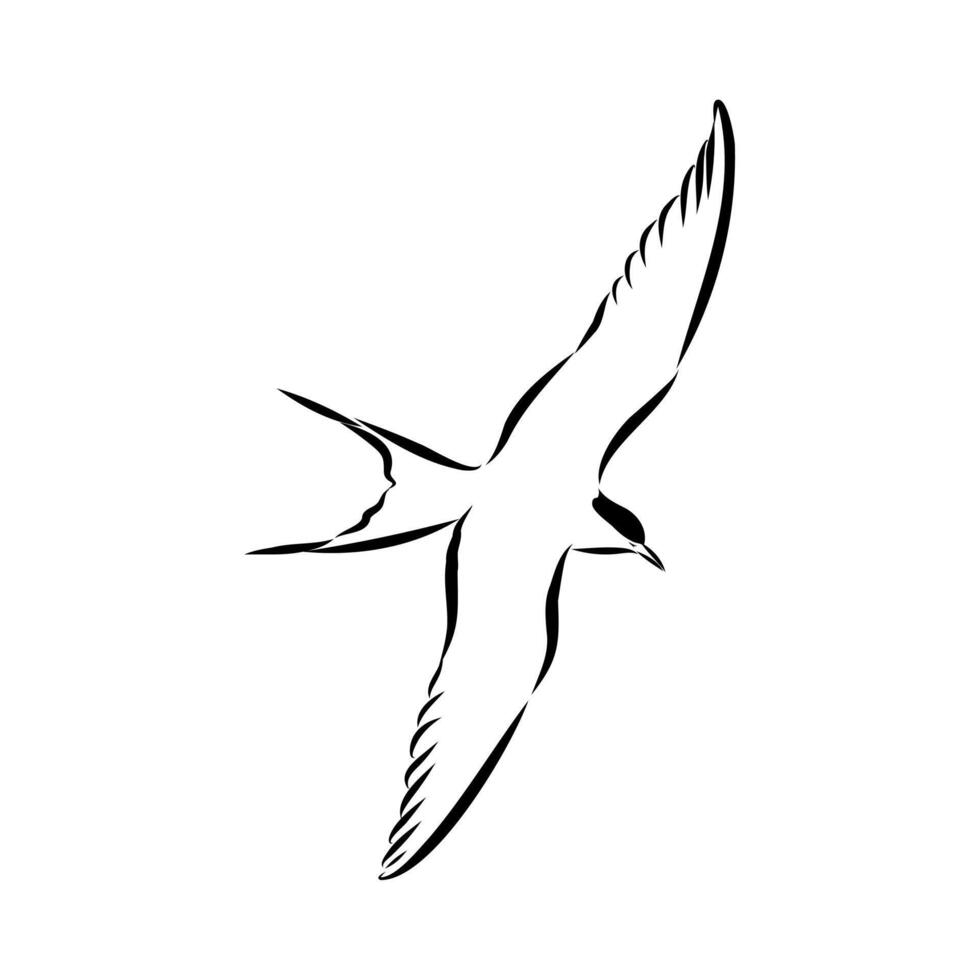 bird tern hand sketch vector