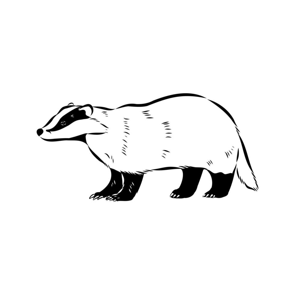 animal badger black and white drawing vector