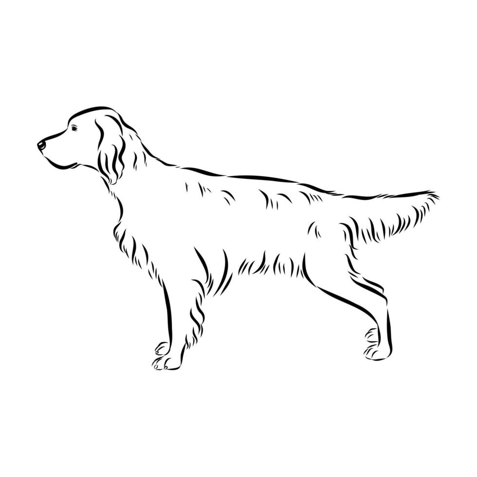 hunting dog English setter sketch vector