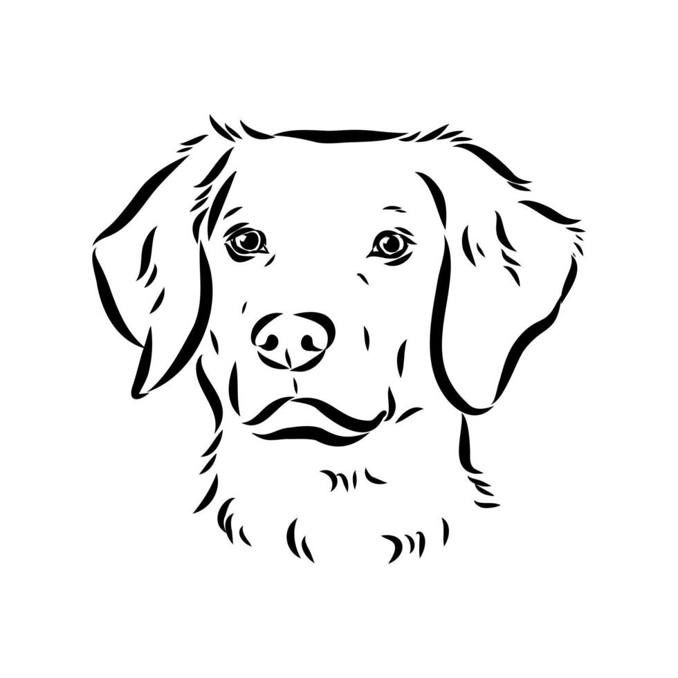 The head of a police dog is a Breton epagnole drawing vector