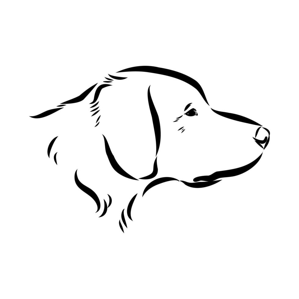 dog's head Breton epagnole handmade sketch vector