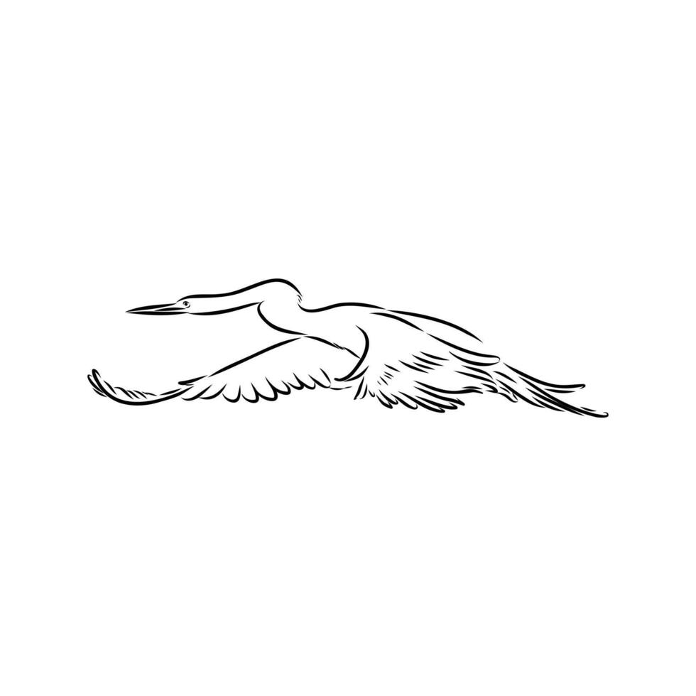 flying bird anhinga sketch vector
