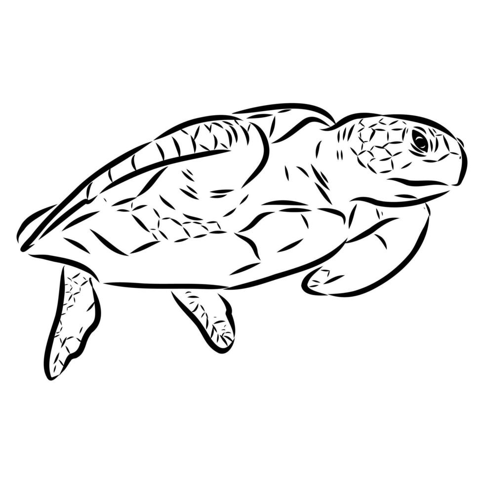 reptile sea turtle hand sketch vector