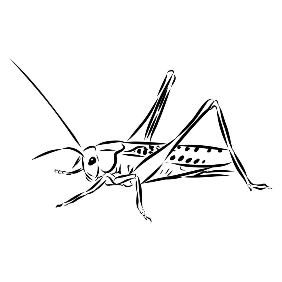 insect pest locust vector