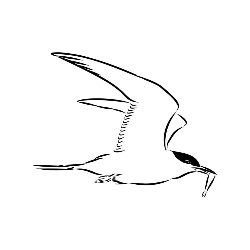 flying bird tern hand sketch vector