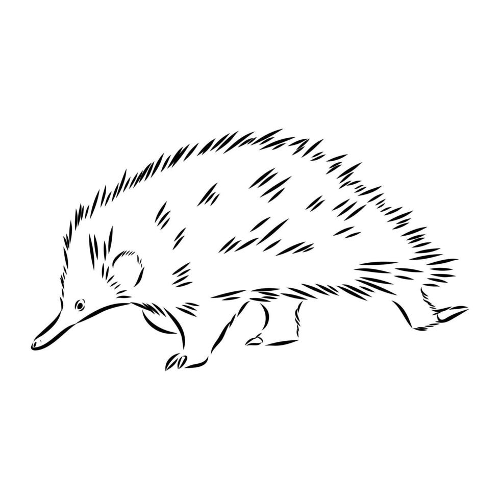 animal echidna hand sketch vector
