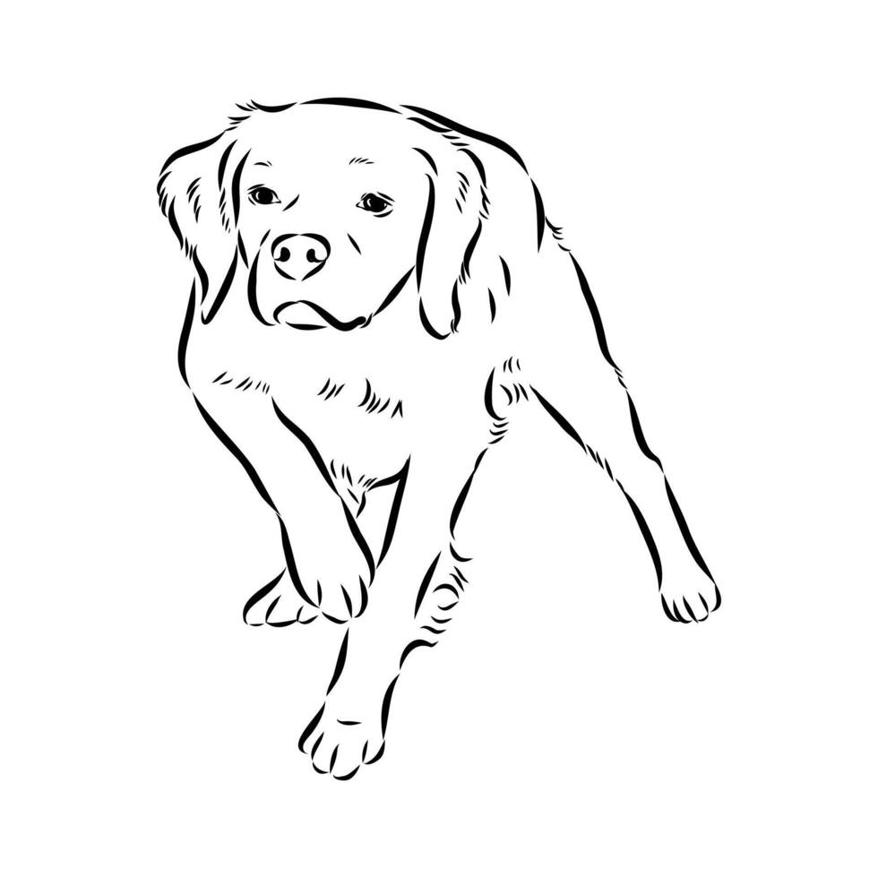 French popular dog Breton epagnole drawing vector