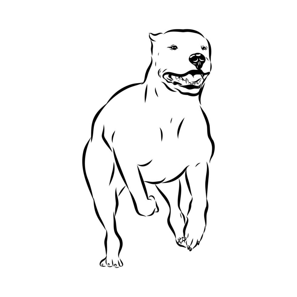 Strong dog Great Dane of Argentina black and white sketch vector