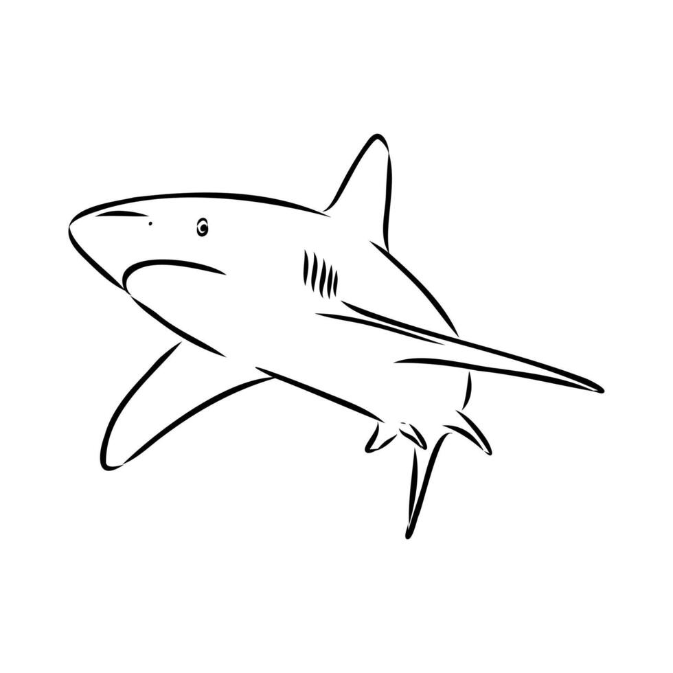 ancient cartilaginous shark fish hand sketch vector