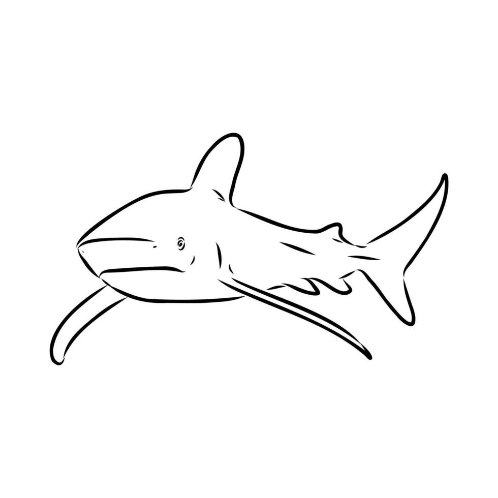 Ancient predatory fish shark drawing vector