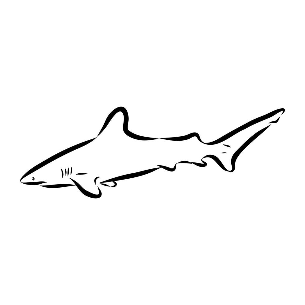 ancient cartilaginous fish shark black and white drawing vector