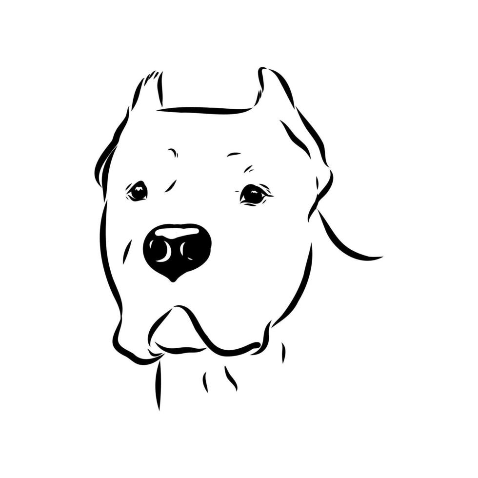Great Dane's head black and white drawing vector