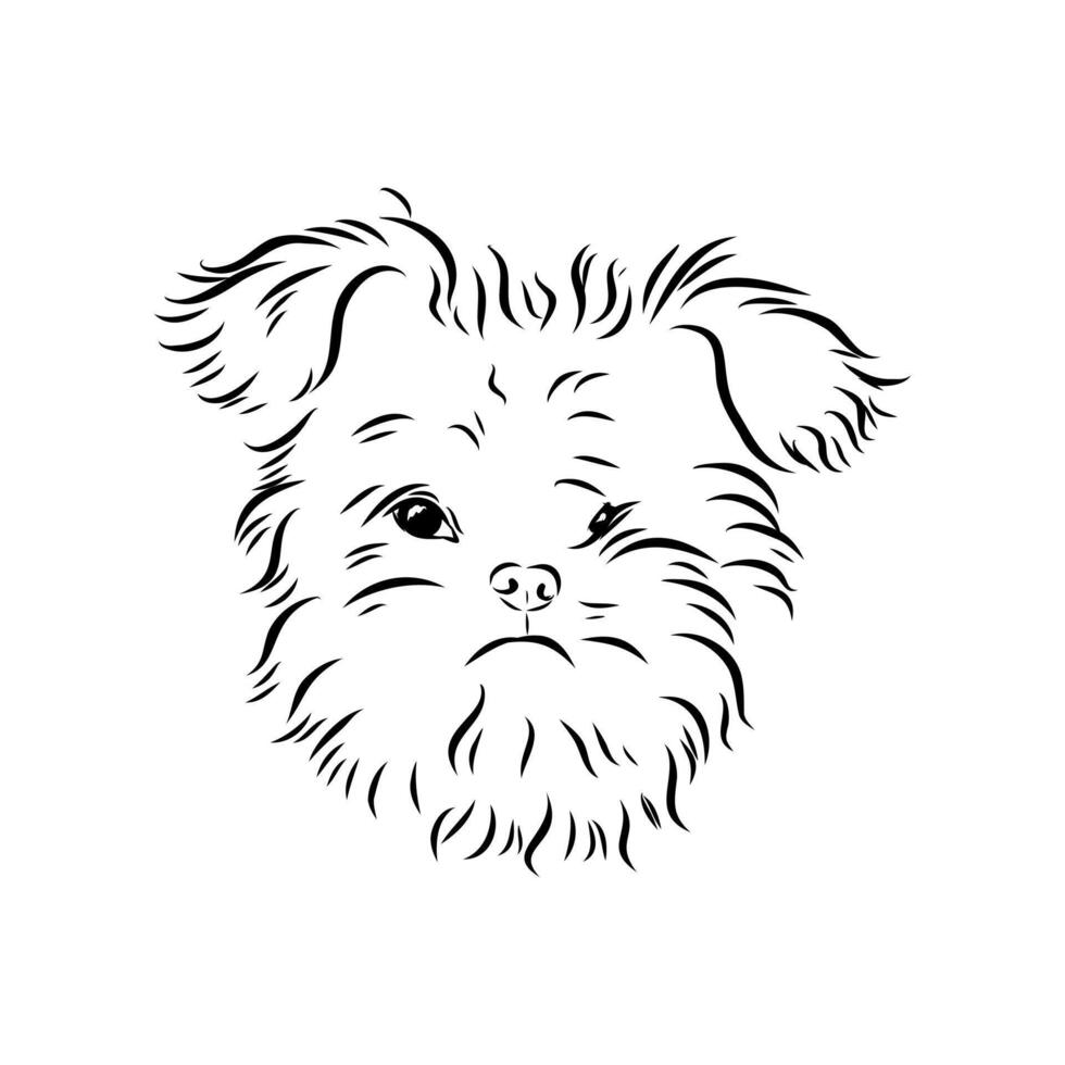Brave dog affenpinscher sketch vector