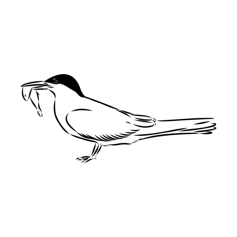 seagull tern sketch vector