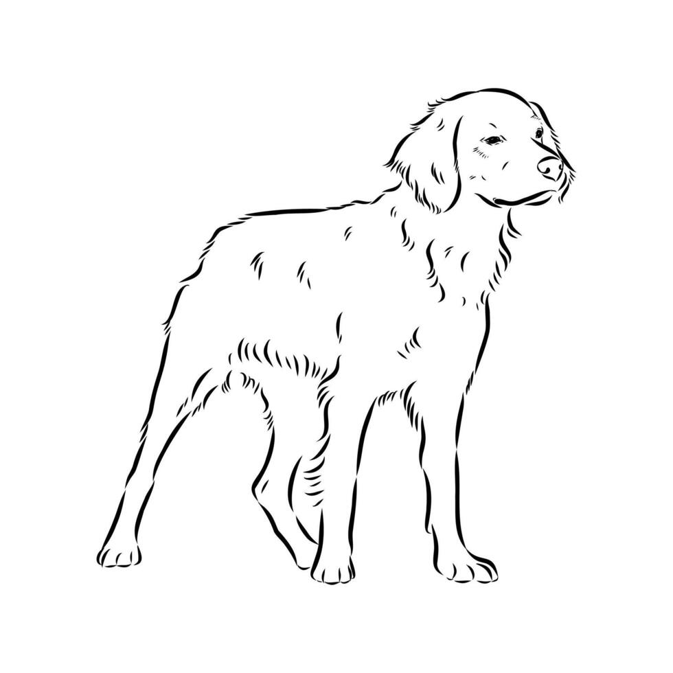 Breton Epagnole dog black and white drawing vector