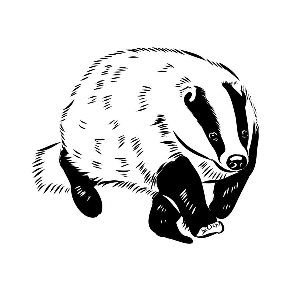 clean animal badger sketch vector