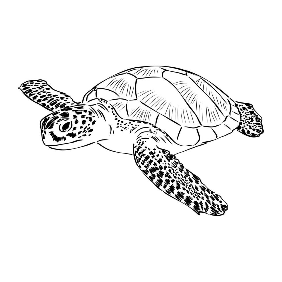 reptile sea turtle hand-drawn vector