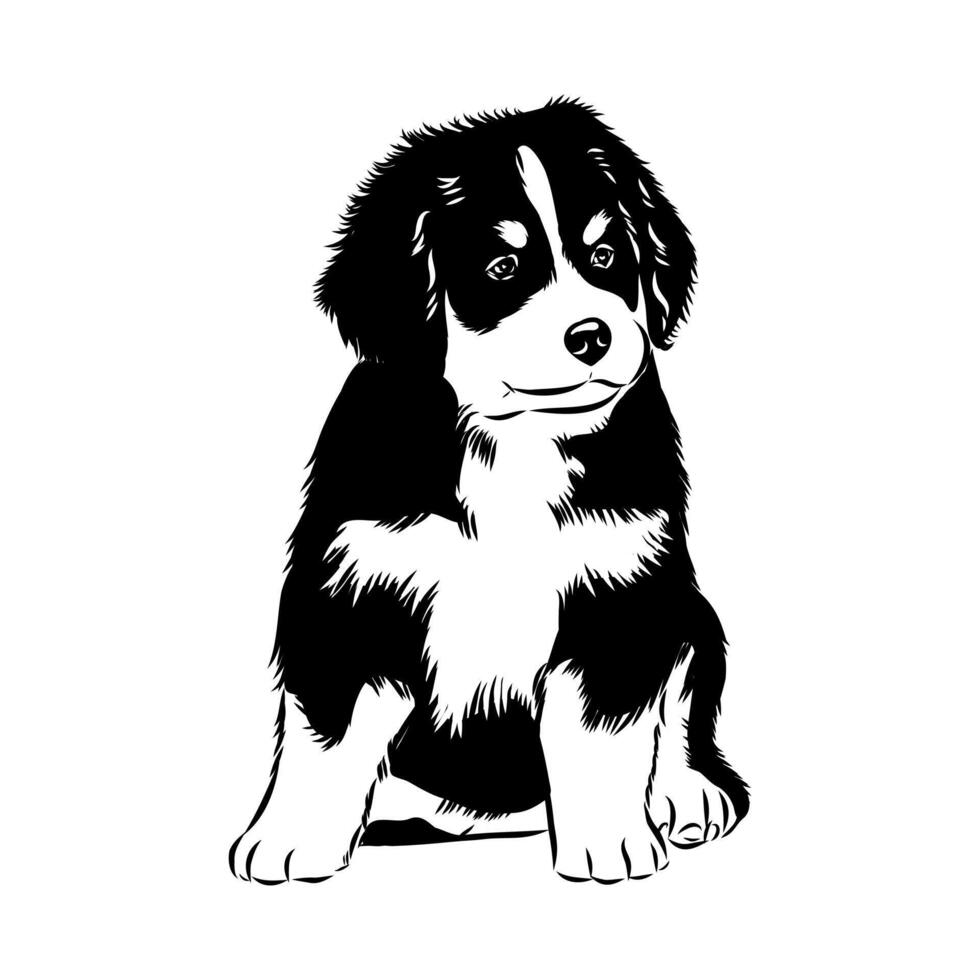 bernese montain dog puppy sketch vector