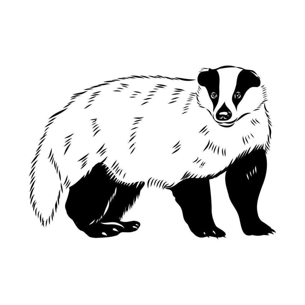Omnivorous animal badger drawing vector