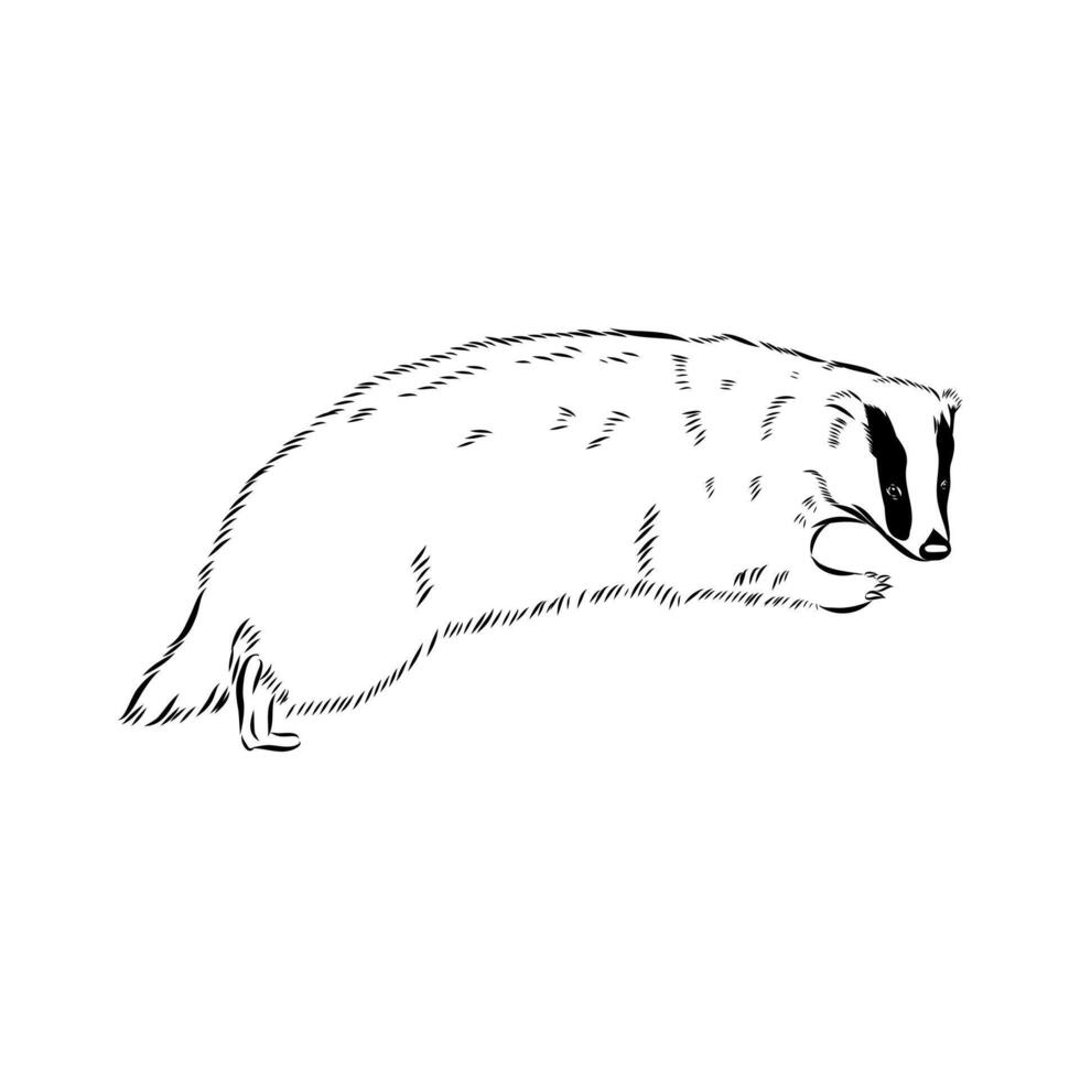 Omnivorous predator badger hand-drawn vector