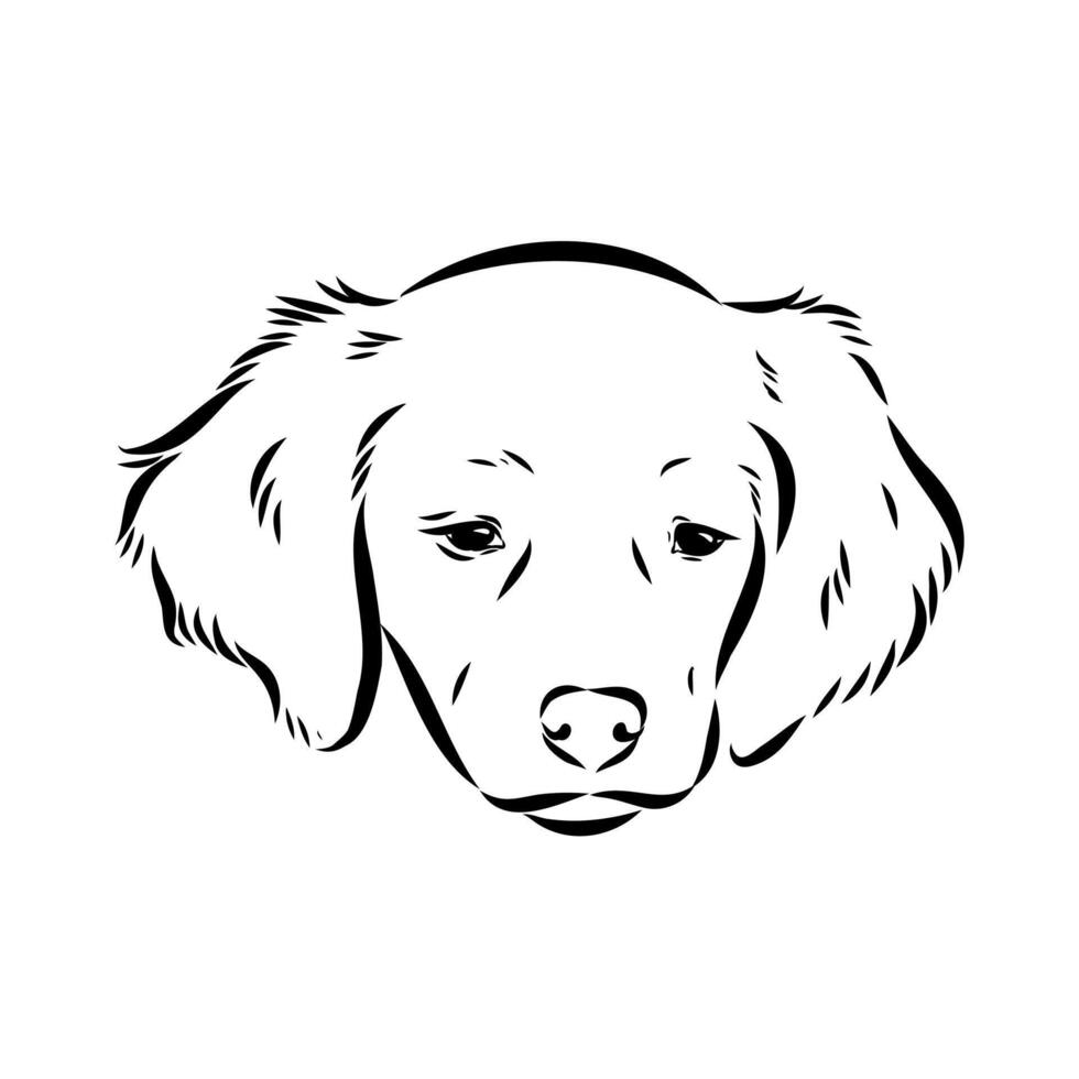 French dog Breton epagnole black and white sketch vector