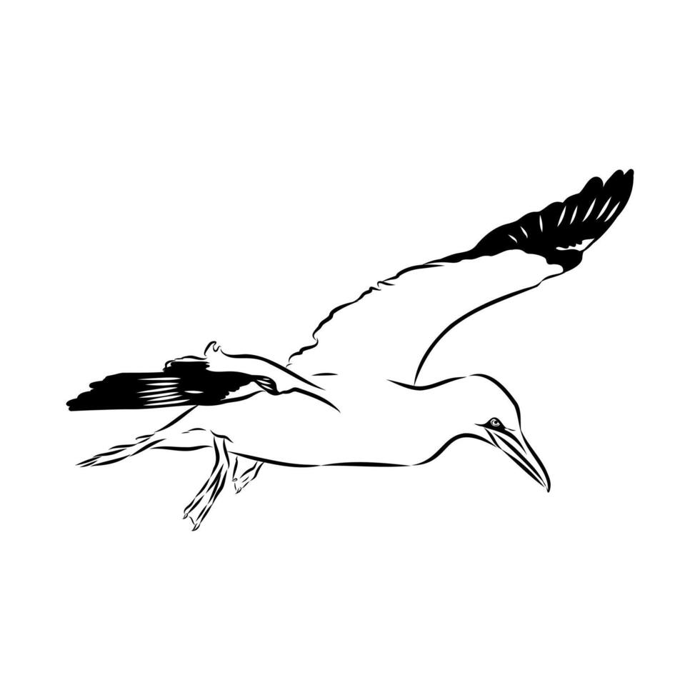 sea bird booby hand sketch vector