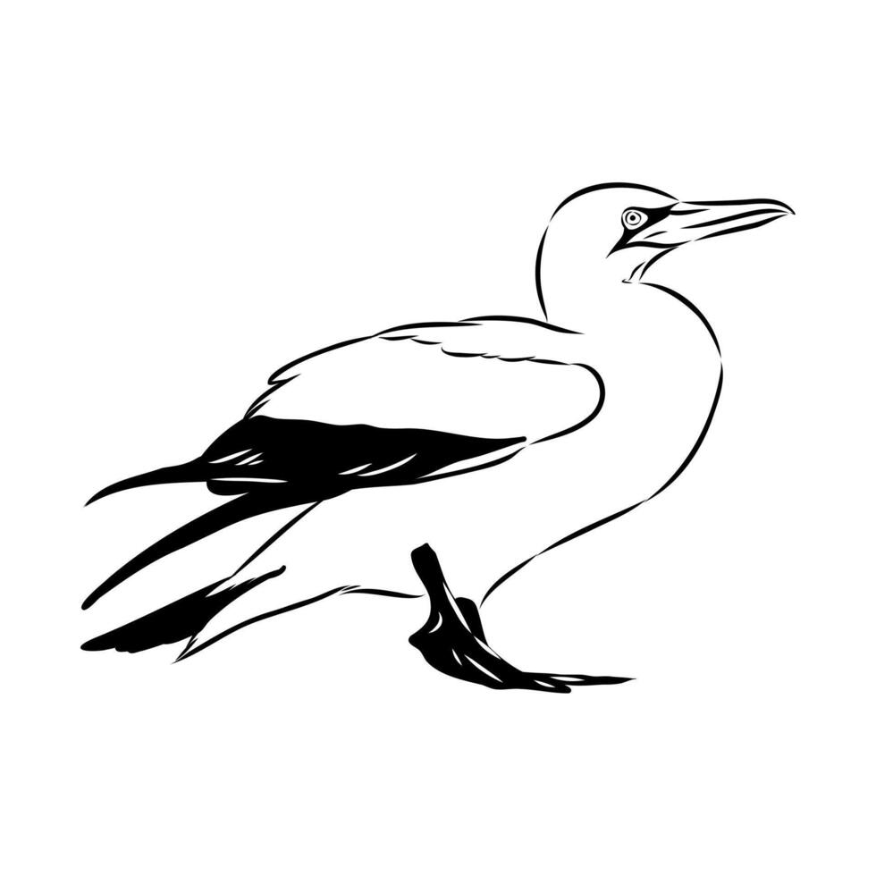 sea bird booby vector