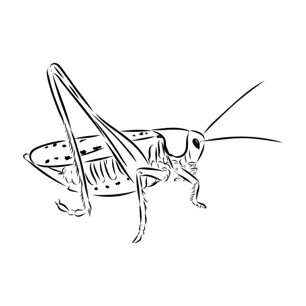 A dangerous pest is locust vector