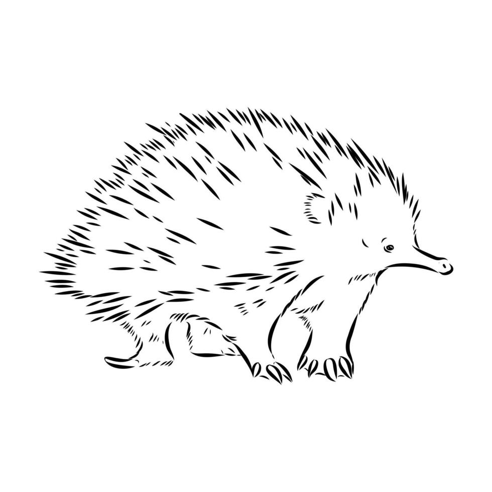 Australian animal echidna drawing vector