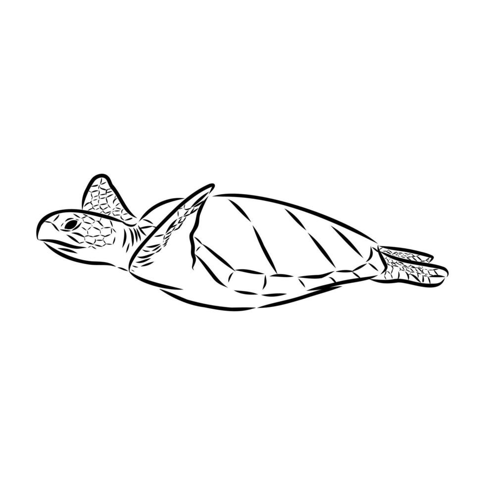 sea turtle hand sketchWeb vector