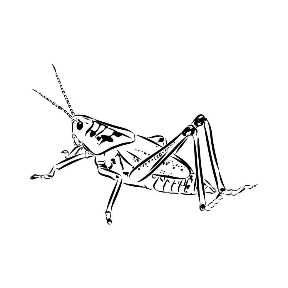 insect pest locust sketch vector