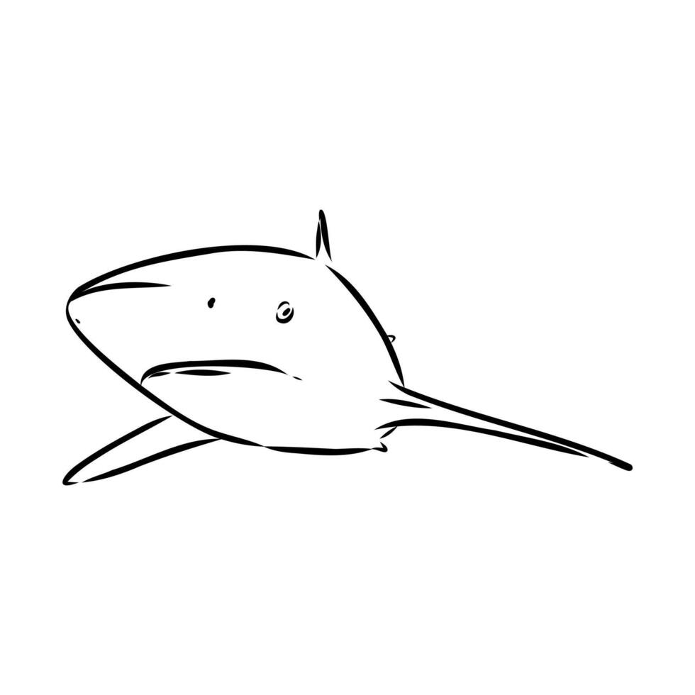 A dangerous shark predator vector