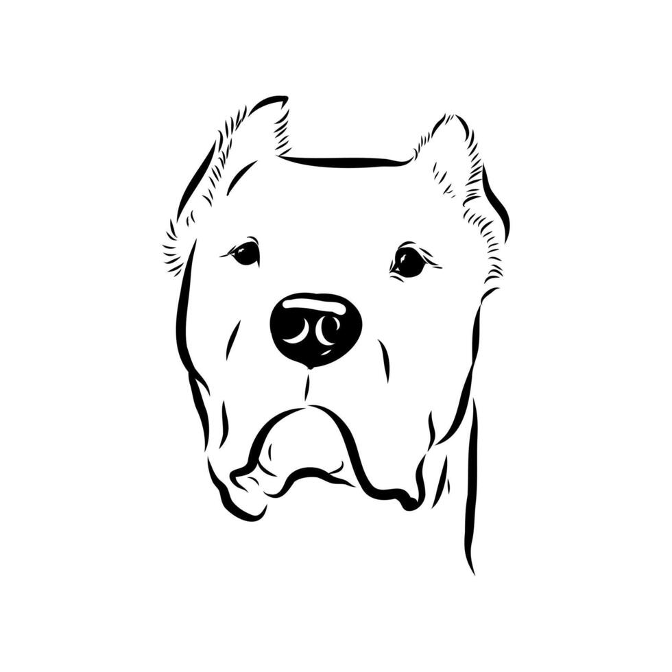 The head of an Argentine Great Dane is hand-drawn vector