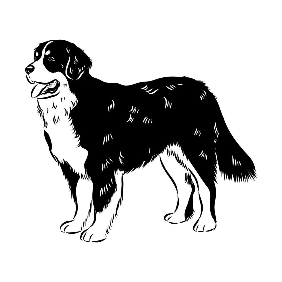 Bernese Montain Swiss dog drawing vector