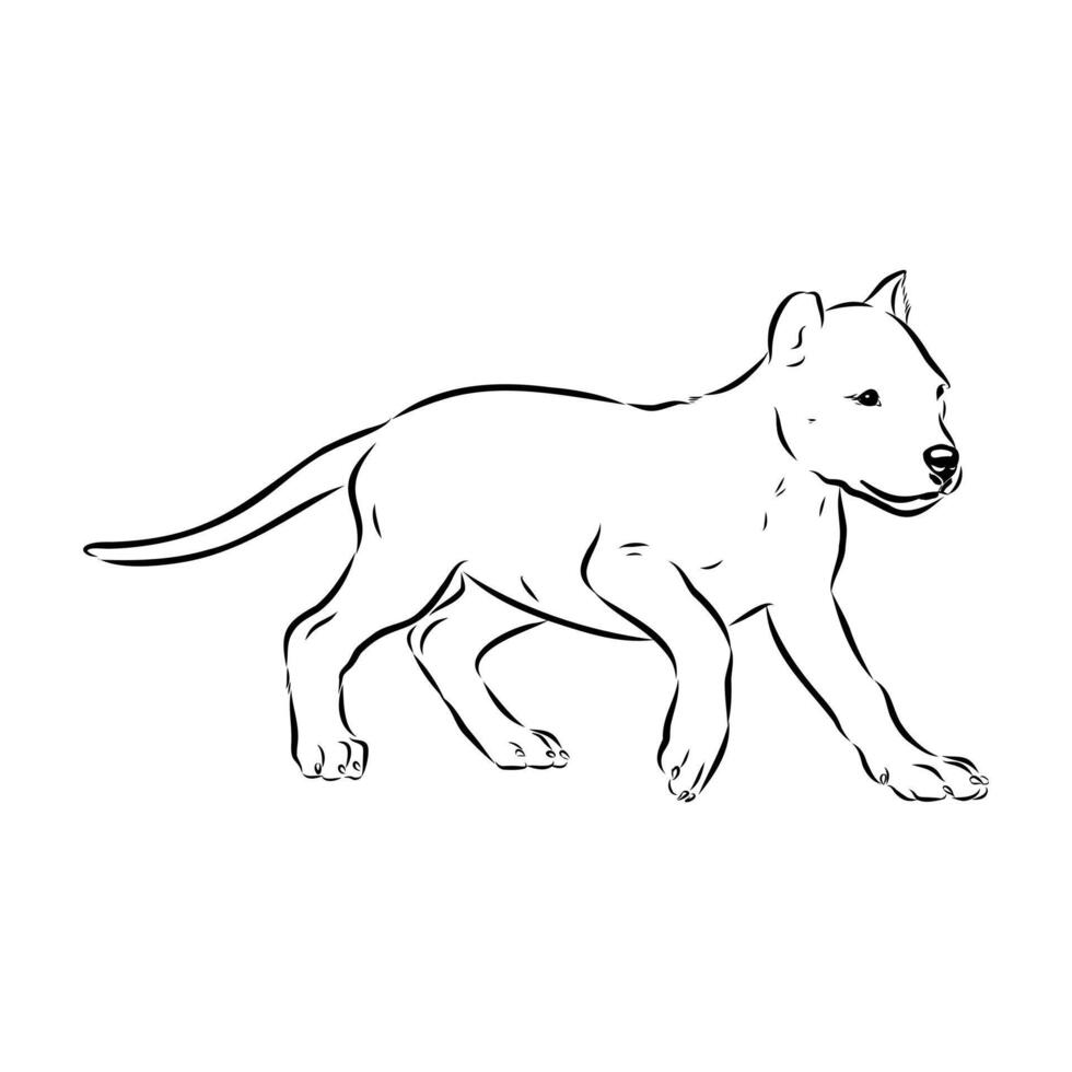 The dog breed is an Argentine Great Dane sketch vector