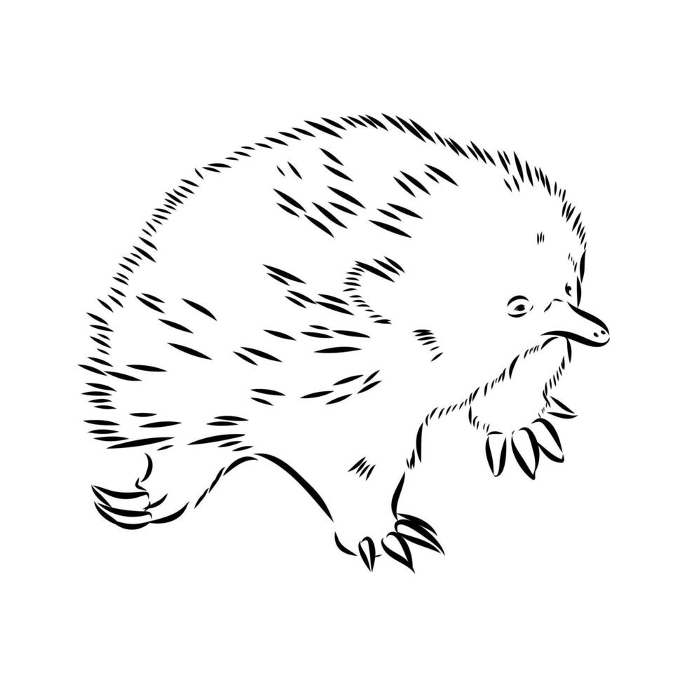The Australian animal is an echidna vector