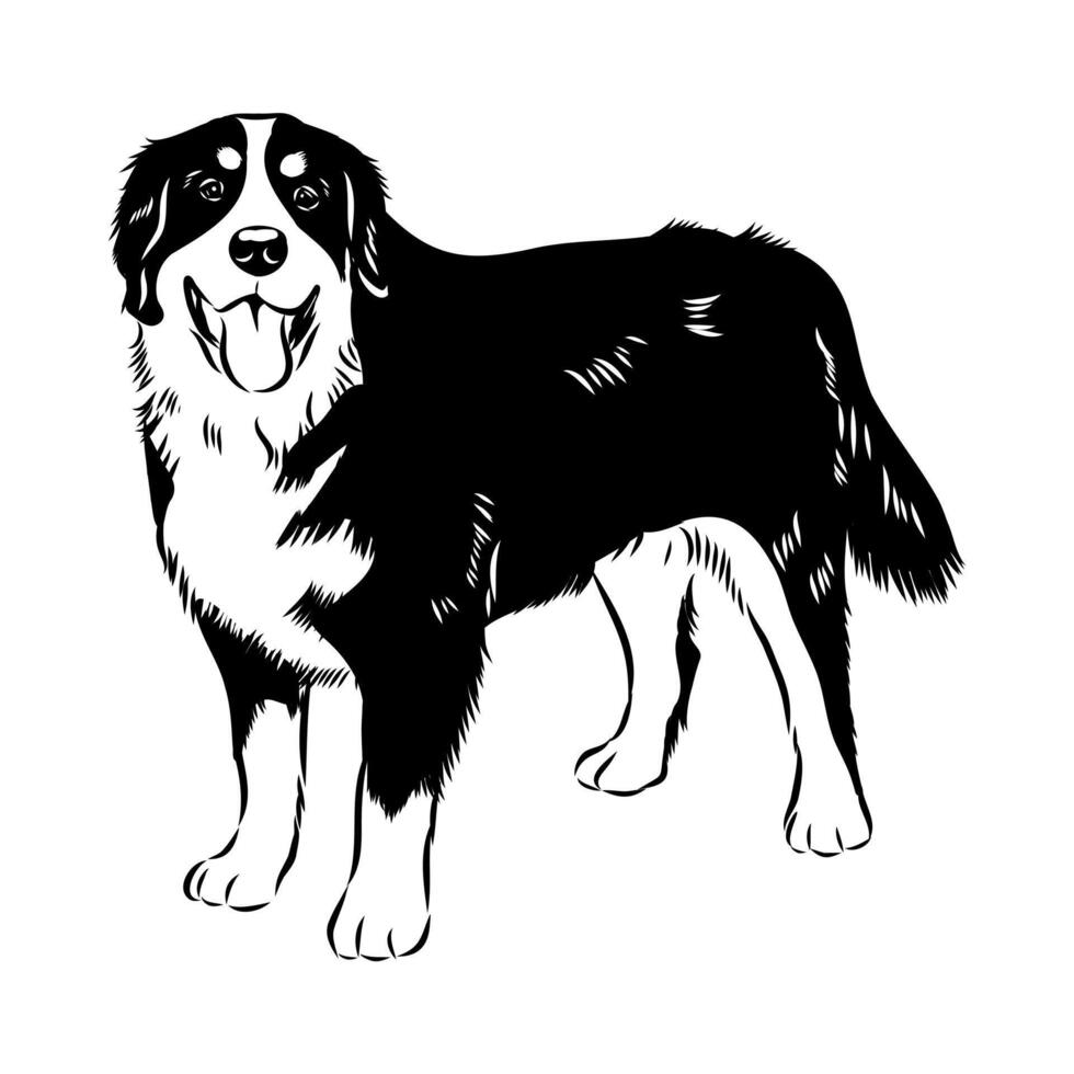 Swiss dog Bernese montain sketch vector