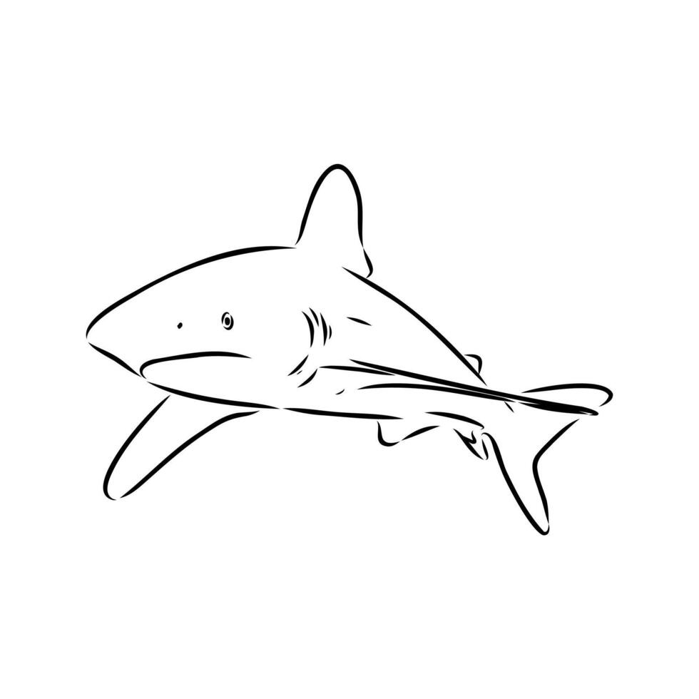 Dangerous predator shark drawing vector