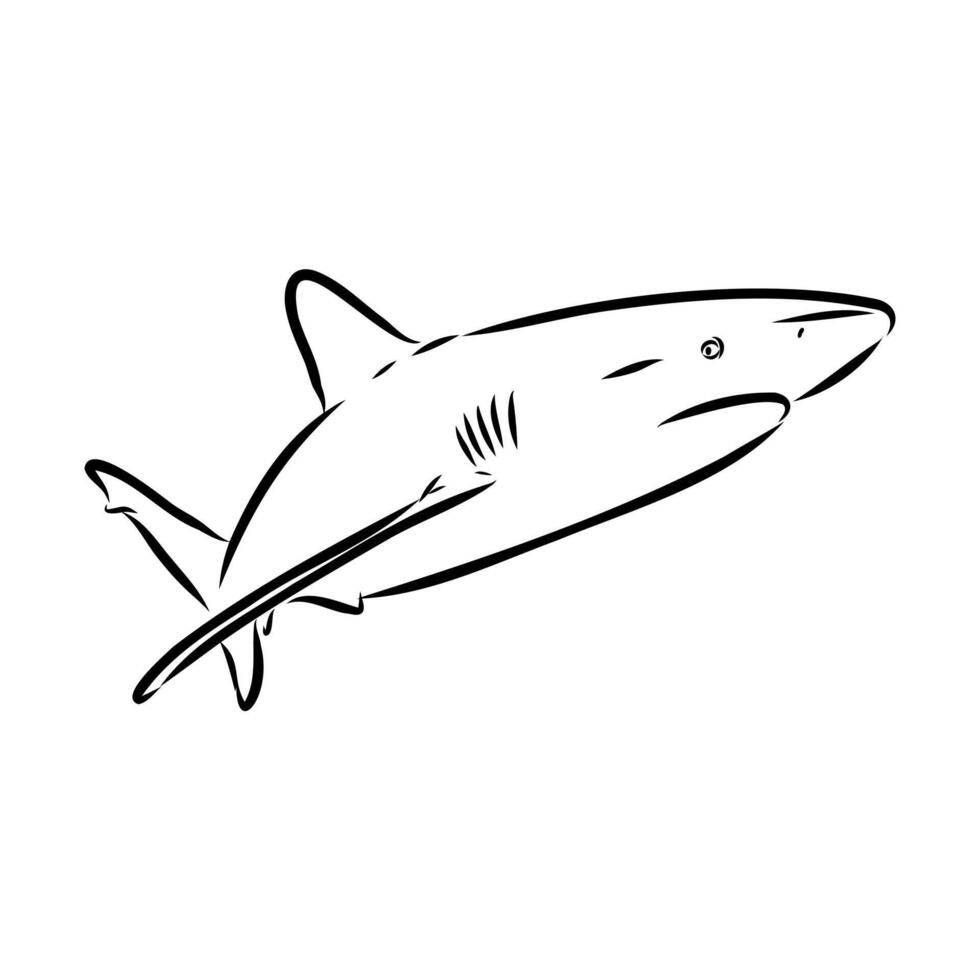 Ancient predatory fish shark hand-drawn vector