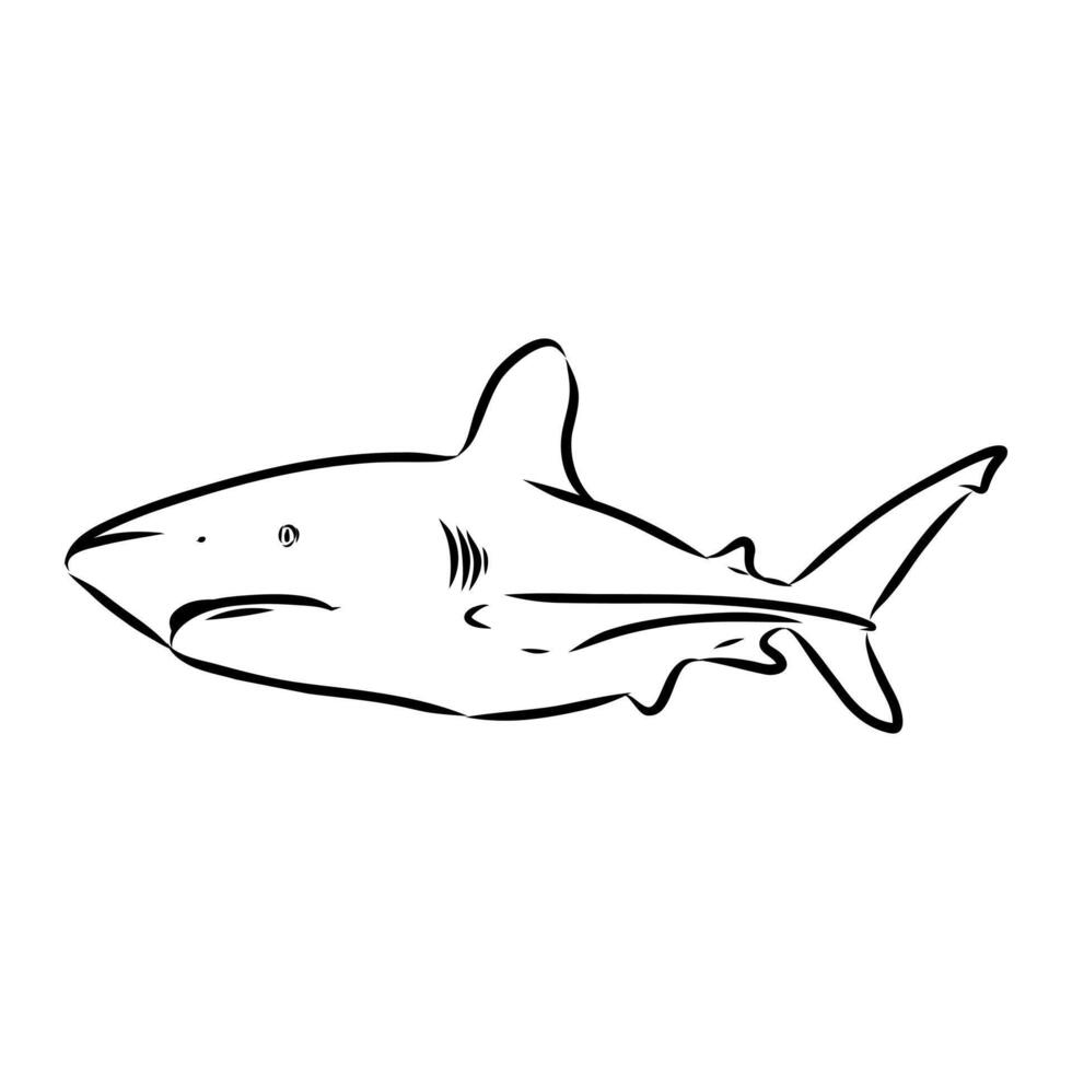 ancient cartilaginous shark fish vector
