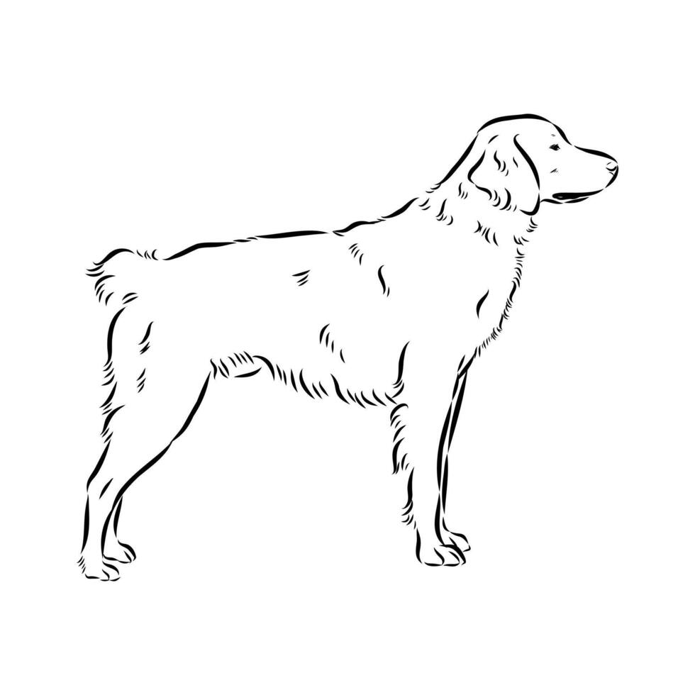 cop dog Breton epagnole black and white sketch vector