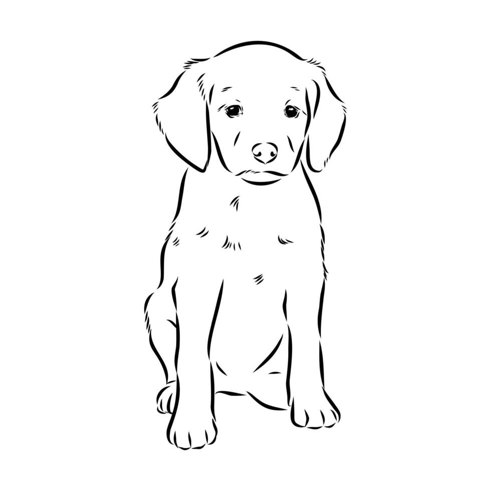 Breton Epagnole breed dog black and white sketch vector