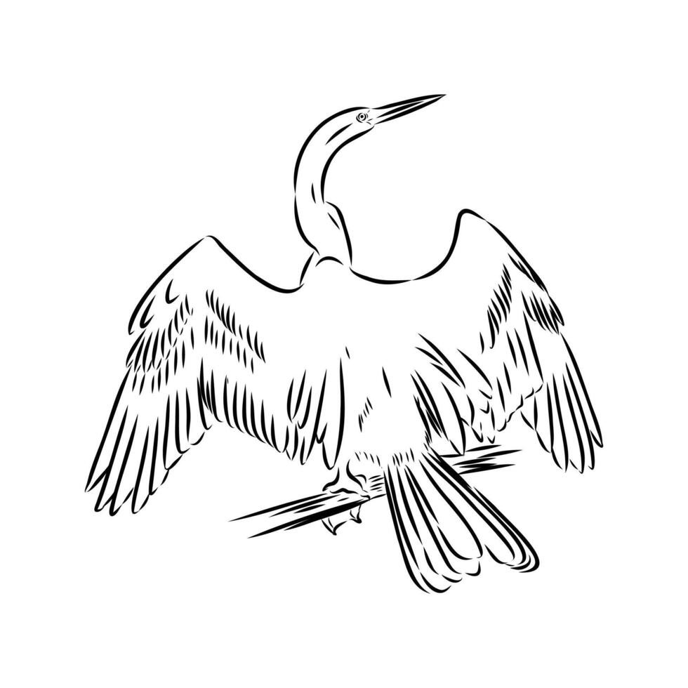 anhinga bird black and white drawing vector