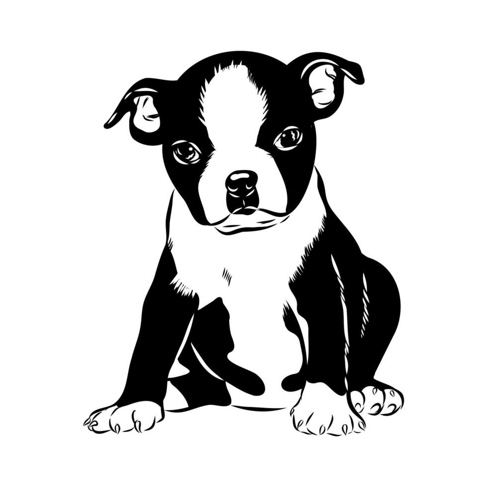a Boston Terrier dog sketch vector