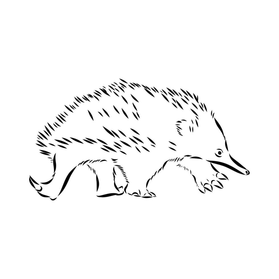 Australian animal echidna hand-drawn vector
