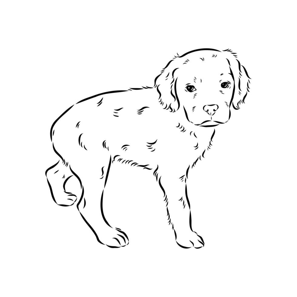 Breton Epagnole dog vector