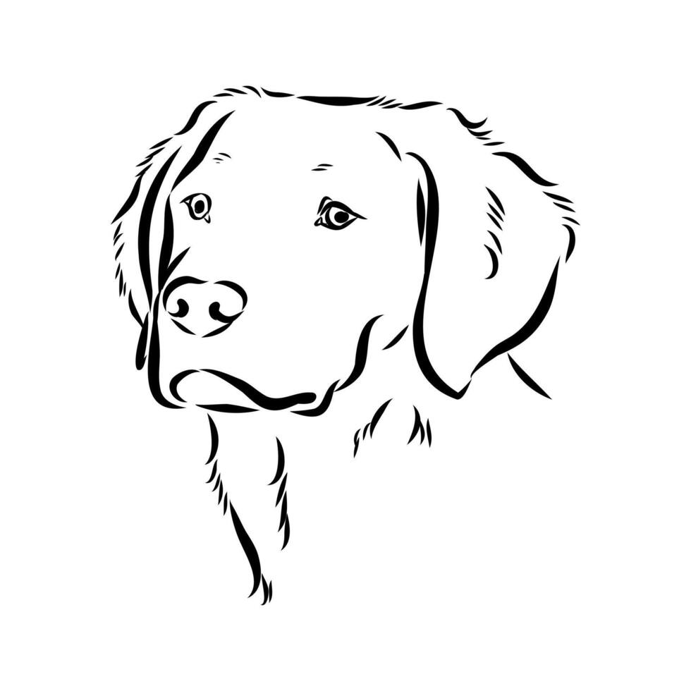 The head of a French dog is a Breton epagnole vector
