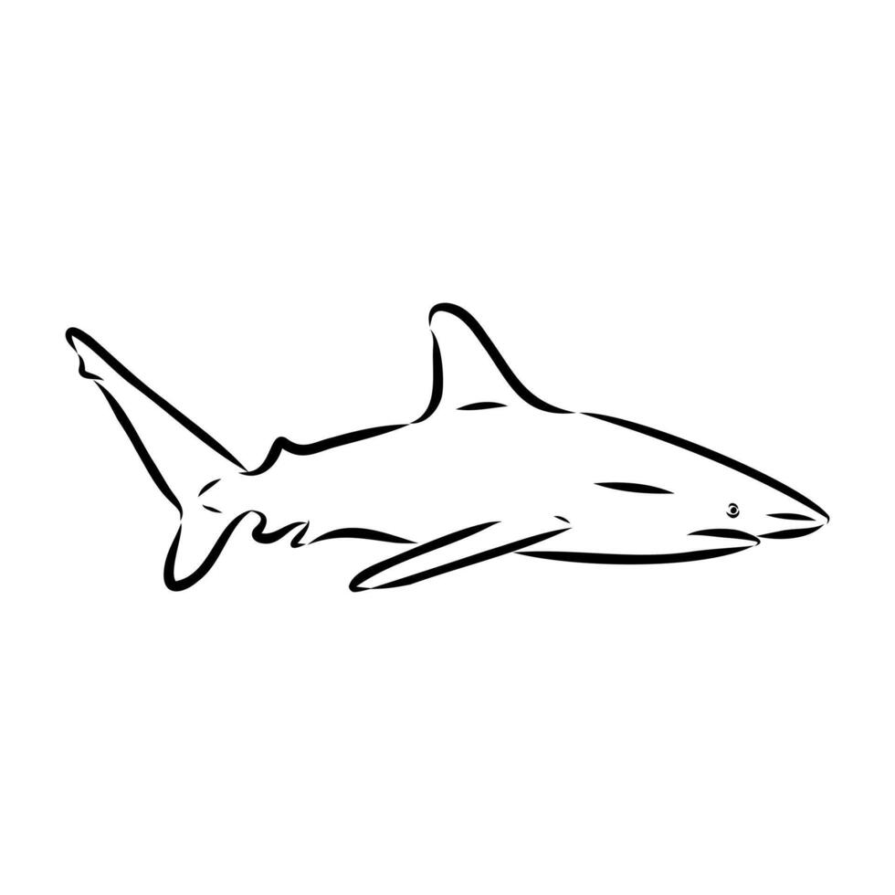 The ancient predatory shark fish vector