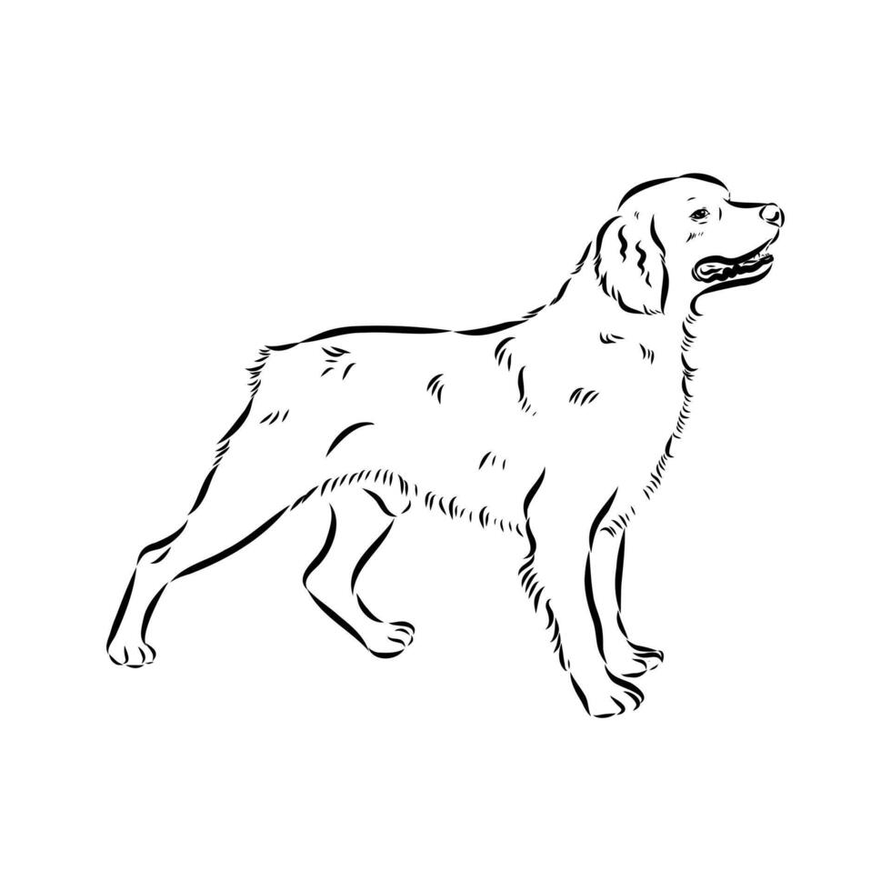 cop dog Breton epagnole black and white drawing vector